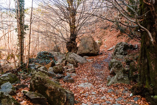 Wide View of Autumn Trees — Stock Photo, Image