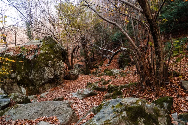 Wide View of Autumn Trees — Stock Photo, Image