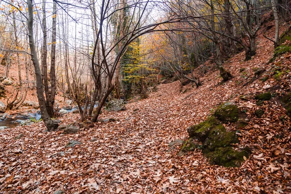 Weiter Blick auf Herbstbäume — Stockfoto