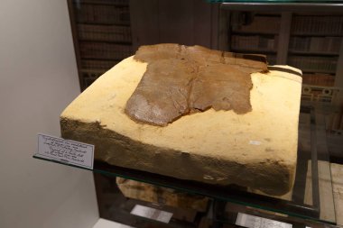 Ayrıntılar Nemo Müzesi'nde