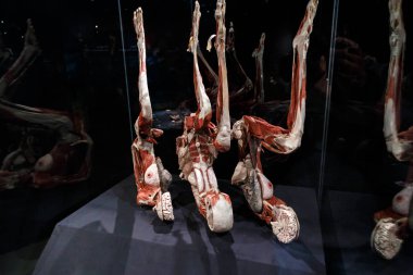Amsterdam Body dünya