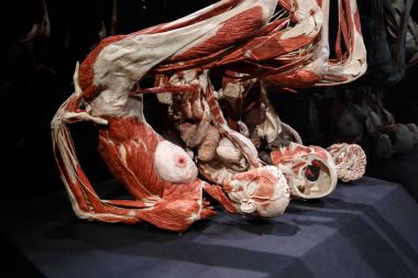 Amsterdam Body dünya