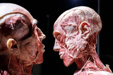 Body Worlds Sergisi