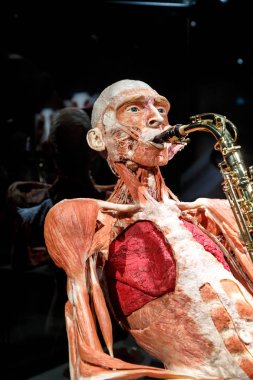Body Worlds Müzesi