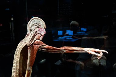 Body Worlds Müzesi