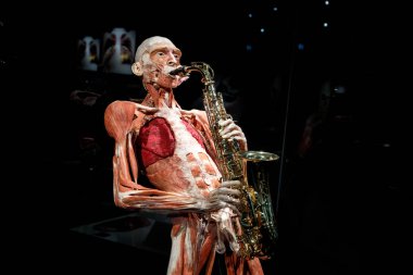 Plastinated insan vücudu