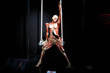 Plastinated insan vücudu