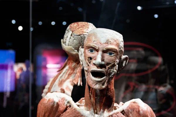 Amsterdam Body Worlds — Stock Photo, Image