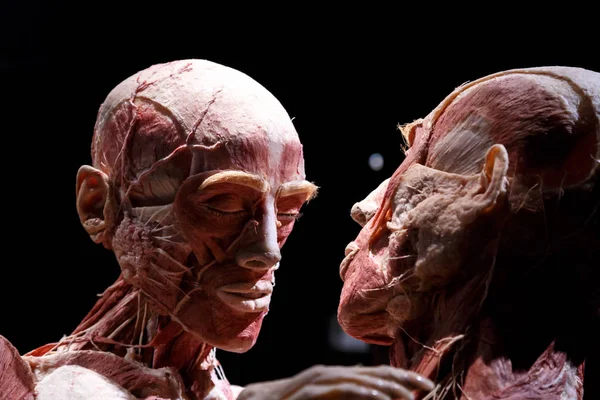 Body Worlds Exhibition — Stock Photo, Image