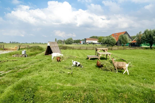 Vista de animales en granja — Foto de Stock