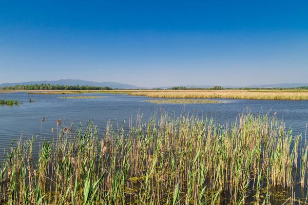 Efteni Gölü yaz gün