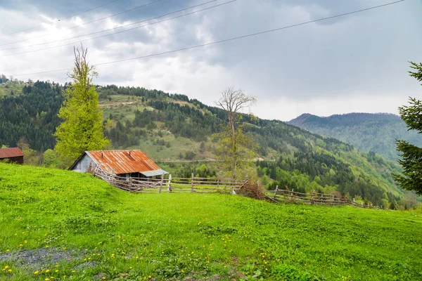 Zone de prairie avec des arbres parmi les montagnes — Photo