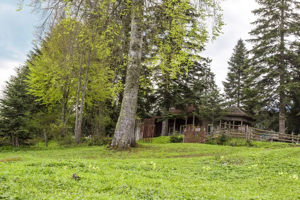 Гірський будинок серед великих дерев — стокове фото