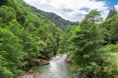 Orman Rize Fırtına Nehri akan