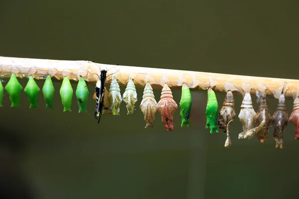 茧排蝴蝶孵化 — 图库照片