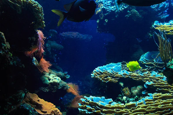Deep Water Aquarium Underwater Landscape