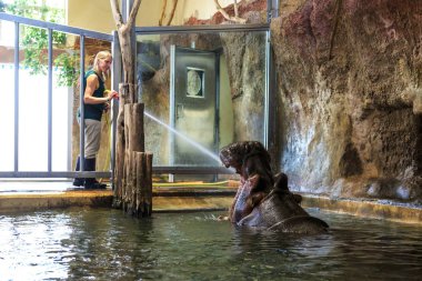 Havuz çalmaya onun kaleci içinde büyük su aygırı