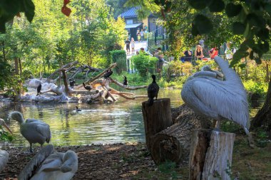 Göl ile ağaçları arasında beyaz Pelikan