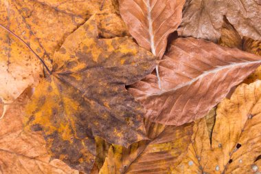 Renkli sonbahar yaprakları