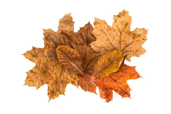 Bunte Herbstblätter — Stockfoto