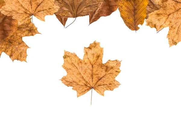 Bunte Herbstblätter — Stockfoto