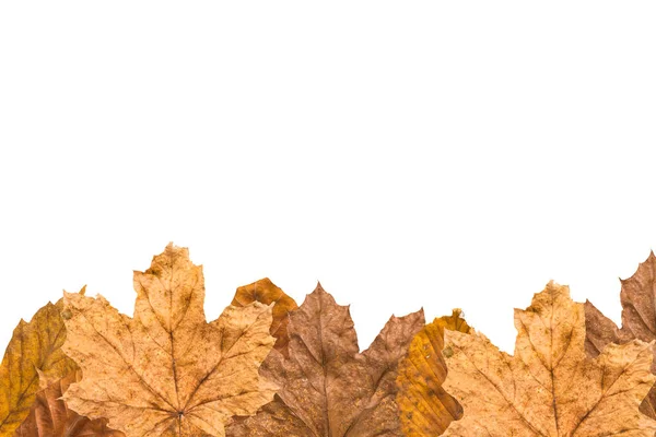 Bunte Herbstblätter — Stockfoto