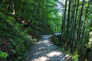 Geçit yolu ormandaki yeşil ağaçların