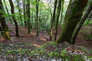 Geçit yolu ormandaki yeşil ağaçların