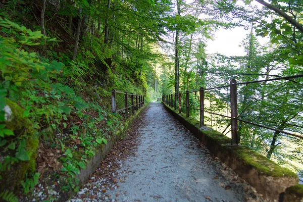 Geçit yolu ormandaki yeşil ağaçların