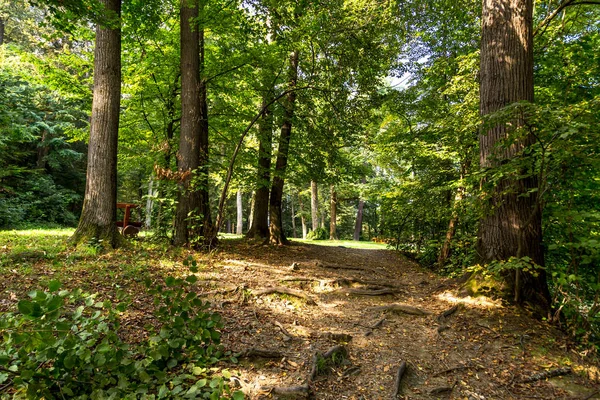 Geçit yolu ormandaki yeşil ağaçların
