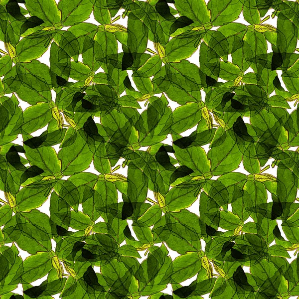 Basil Leafs Seamless Pattern. Sfondo disegnato ripetutamente a mano con erbe aromatiche e basilico . — Foto Stock