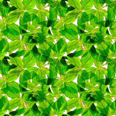 Fesleğen Seamless Modeli yapraklar. Repeatably elle çizilmiş ve arka plan bahar bitki fesleğen.