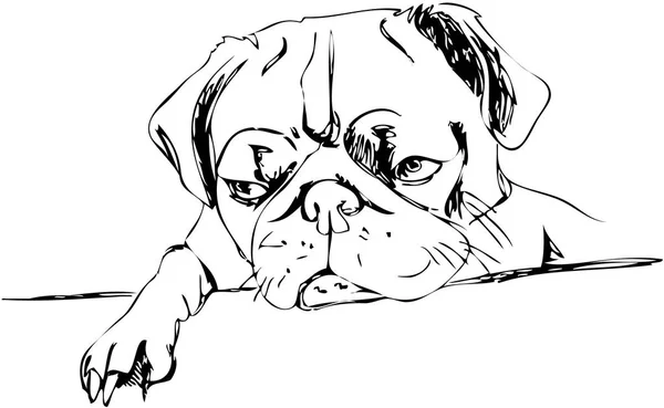 Resimde. şirin pug. Bir satır tasarım