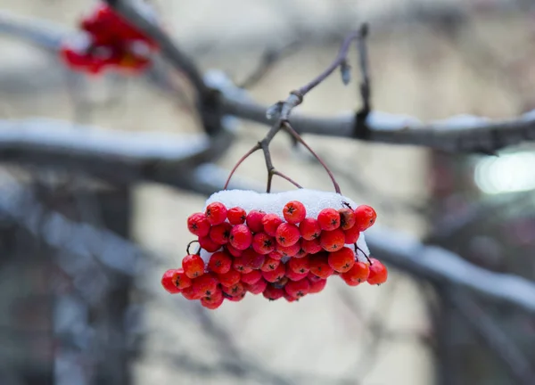 Frassino rosso di montagna sotto la neve bianca in inverno — Foto Stock