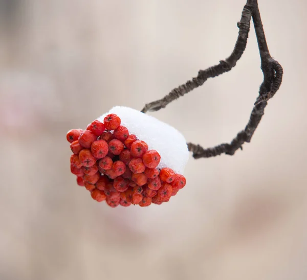 Röd rönn under vit snö på vintern — Stockfoto