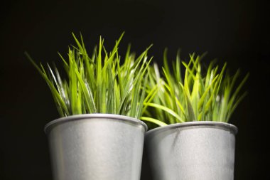 küçük tencere ve kovaları genç sulu yeşil çim