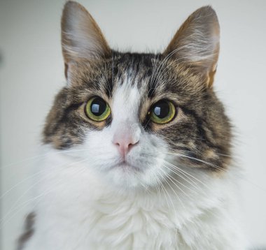 kabarık beyaz kedi yeşil gözleri ve karanlık bir beyaz backgr arkasında