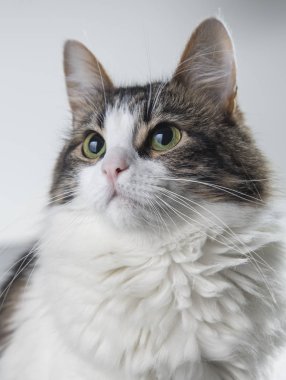 kabarık beyaz kedi yeşil gözleri ve karanlık bir beyaz backgr arkasında