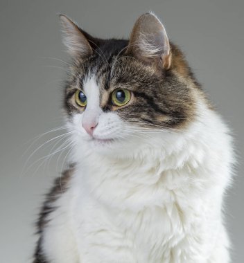 kabarık beyaz kedi yeşil gözleri ve karanlık bir beyaz backgr arkasında