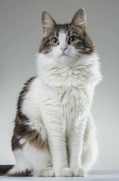 Pluizige witte kat met groene ogen en donker terug op een witte backgr — Stockfoto