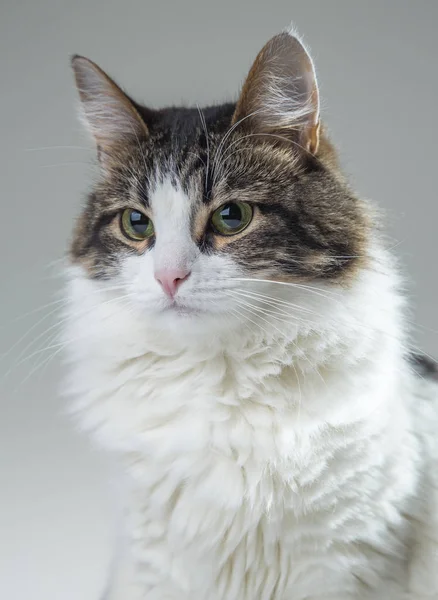 Fluffy white cat with green eyes and dark back on a white backgr — Stock Photo, Image