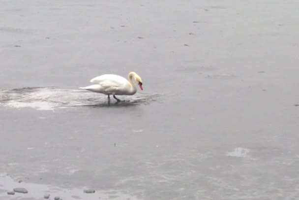 Der Weiße Schwan Wandelt Auf Dünnem Eis Und Fällt Durch — Stockvideo