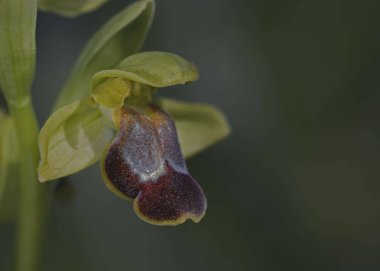 Ophrys creberrima, Crete, Yunanistan