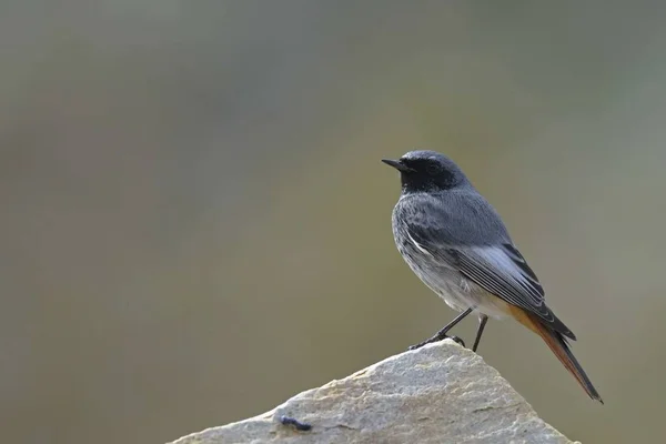 Zwyczajny Czarny Phoenicurus Ochruros Crete — Zdjęcie stockowe