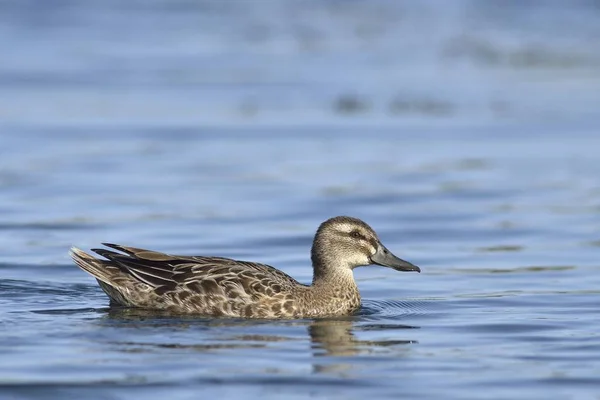 Garganey Anas Querquedula Grécia — Fotografia de Stock