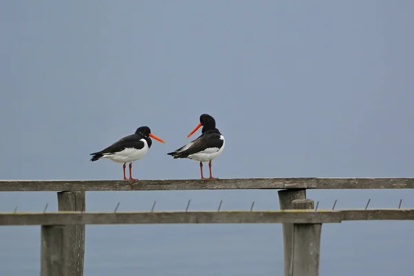 Avrasya İstiridye Avcısı (Haematopus ostralegus), Yunanistan