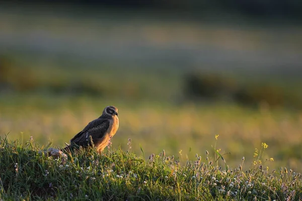 Pálido Harrier Circus Macrourus Creta — Fotografia de Stock