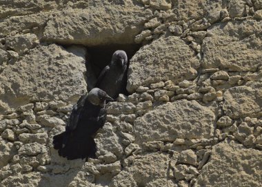 Avrasya Jackdaw (Corvus monedula), Yunanistan