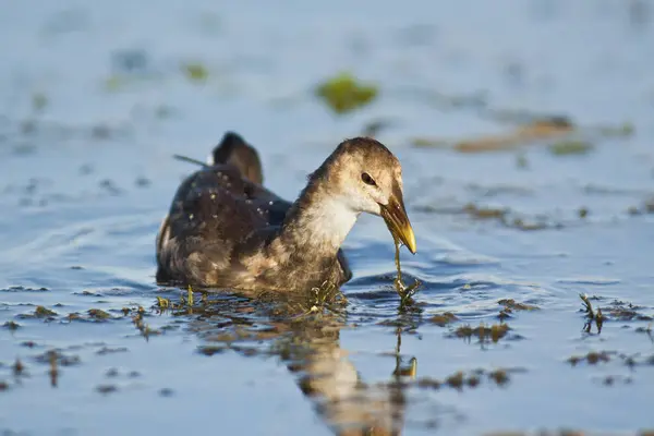 Moorhen Gallinula Chloropus Grécia — Fotografia de Stock