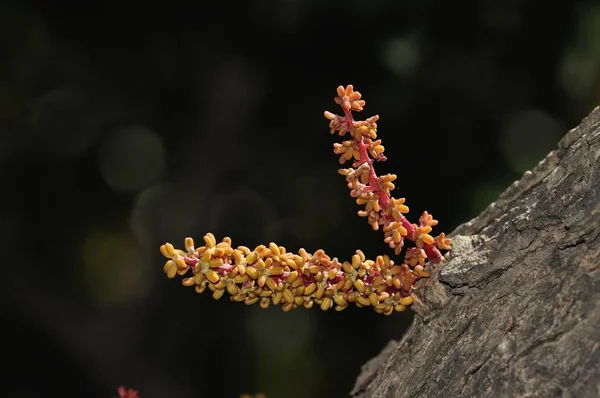 Johannesbrood Boom Ceratonia Siliqua Mannelijke Bloemen Kreta — Stockfoto